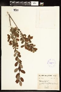 Salix pedicellaris image