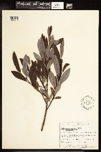 Salix pedicellaris image