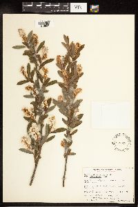 Salix pedicellaris image