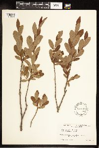 Salix pedicellaris image
