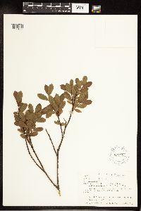 Salix pedicellaris image