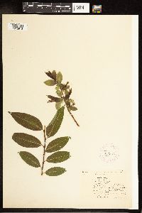 Salix pentandra image
