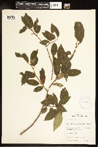 Salix pentandra image