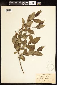 Salix pentandra image