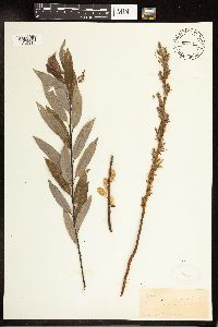 Salix petiolaris image