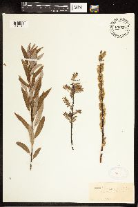 Salix petiolaris image