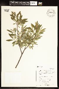 Salix petiolaris image