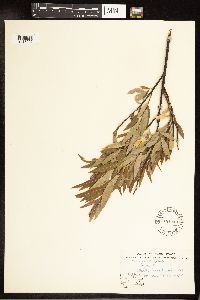 Salix petiolaris image