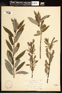 Salix petiolaris image