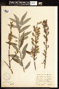 Salix petiolaris image