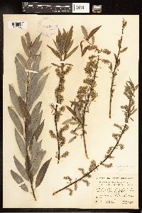 Salix petiolaris image