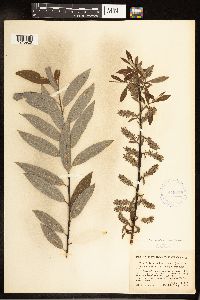 Salix petiolaris image