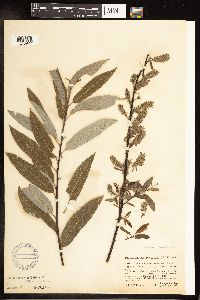 Salix petiolaris image