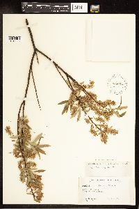 Salix petiolaris image