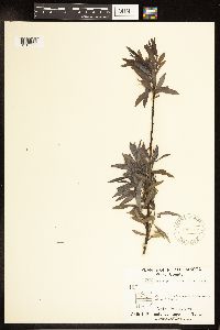 Salix petiolaris image