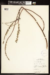 Salix petiolaris image