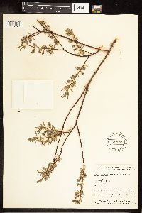 Salix petiolaris image