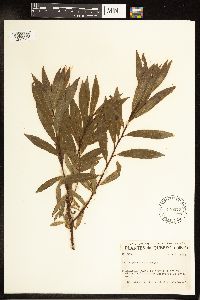 Salix petiolaris image