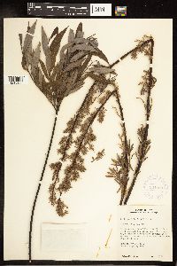 Salix petiolaris image
