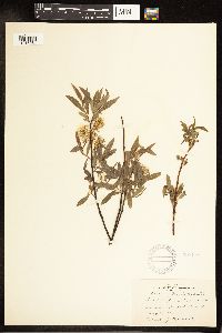 Salix petiolaris image