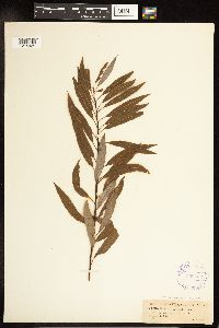 Salix petiolaris image