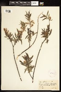 Salix petiolaris image