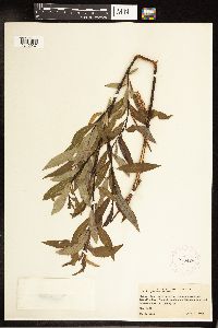 Salix petiolaris image