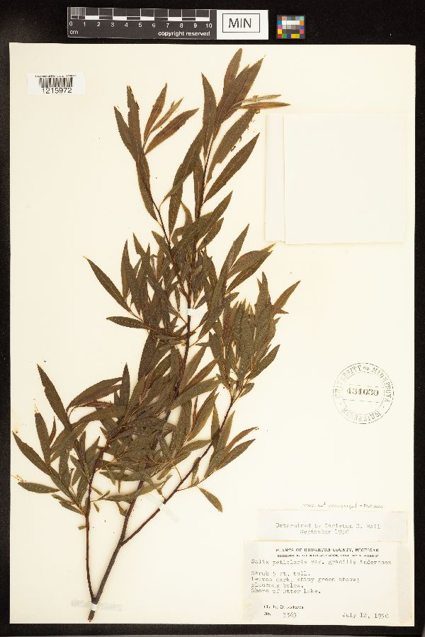 Salix petiolaris image