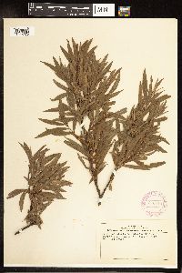 Salix petiolaris image