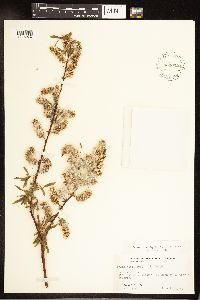 Salix petiolaris image