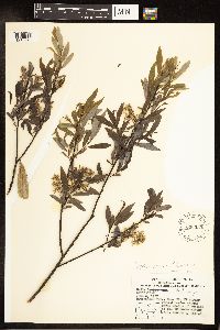 Salix petiolaris image