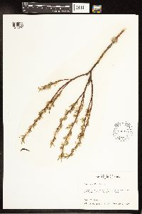 Salix petiolaris image