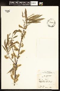 Salix petiolaris image