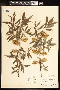 Salix petiolaris image