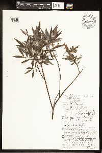 Salix petiolaris image
