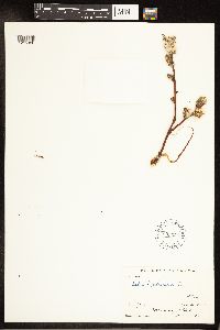 Salix petiolaris image