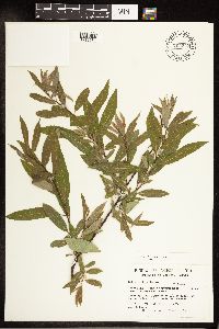 Salix petiolaris image
