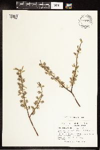 Salix petiolaris image