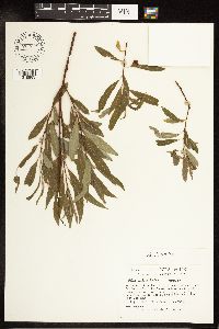 Salix petiolaris image