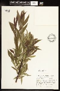 Salix petiolaris image
