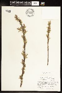 Salix petiolaris image