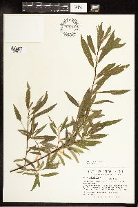 Salix petiolaris image