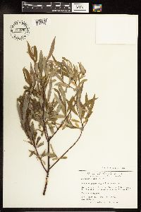 Salix petiolaris image