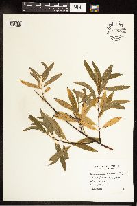 Salix petiolaris image