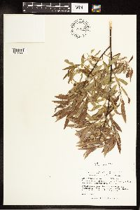 Salix petiolaris image