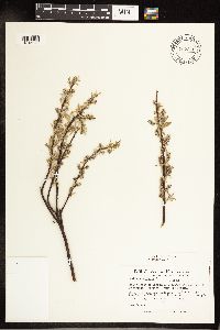 Salix petiolaris image