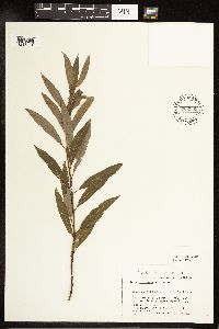 Salix petiolaris image