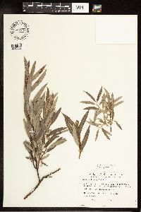 Salix petiolaris image