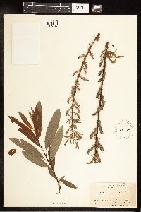 Salix petiolaris image