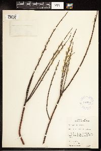 Salix petiolaris image